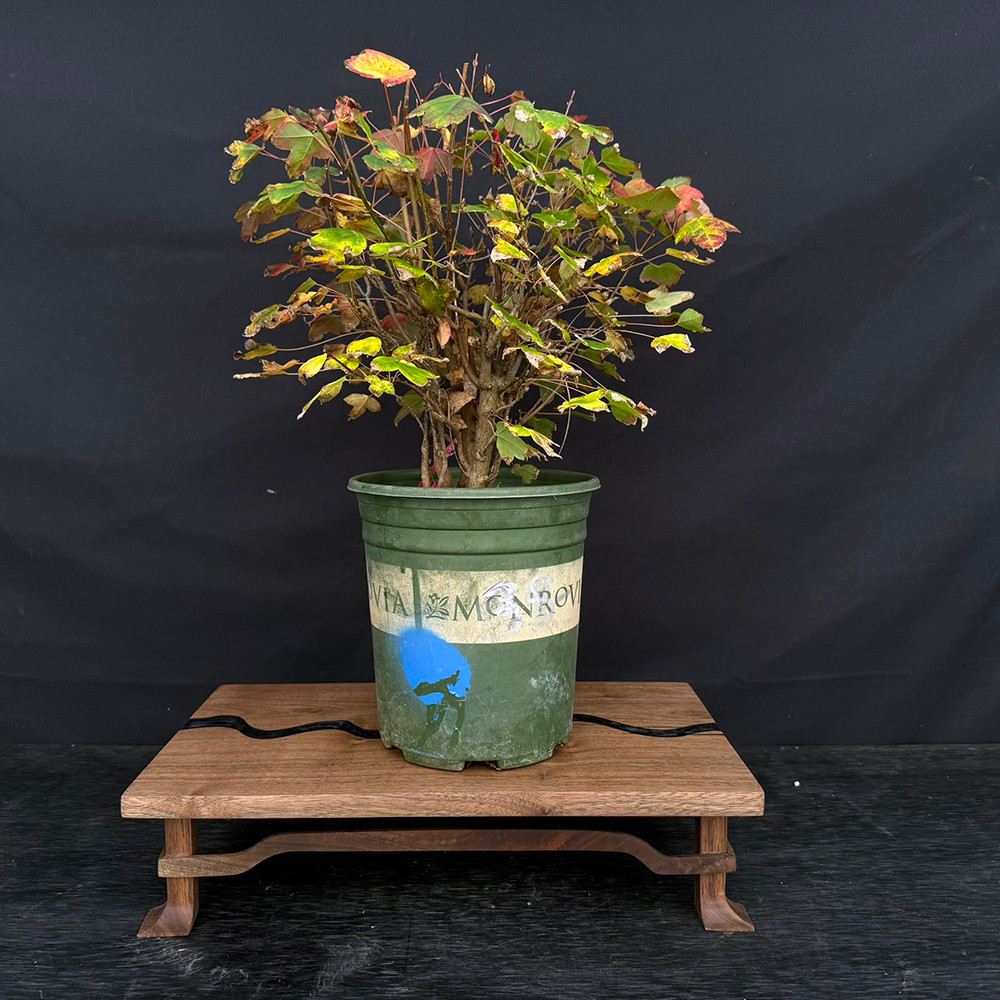 Clump-Style Trident Maple Pre-Bonsai – Multi-Trunk Deciduous Tree