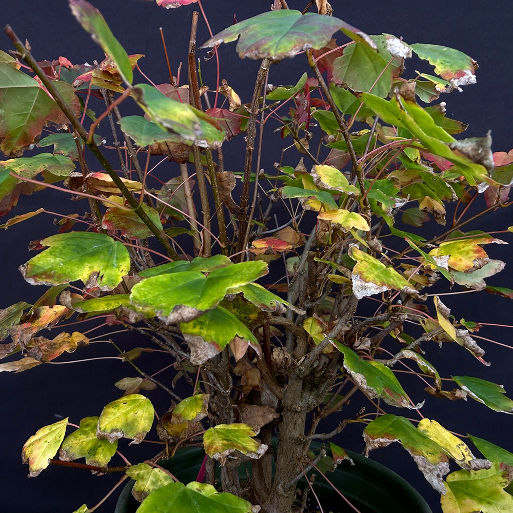 Clump Style Trident Maple Pre Bonsai Multi Trunk Deciduous Tree