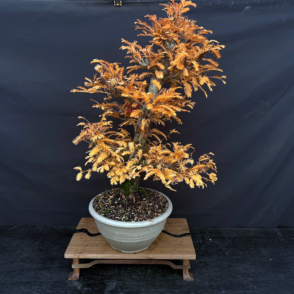イースターカクタス （DAWN）　接木 1511 Gerald Rainville Dawn Redwood Bonsai – | NEBG | 22505