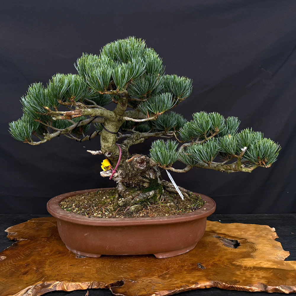 Imported Japanese White Pine Bonsai | Hand Selected in Japan | 17