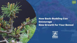 How Back-Budding Can Encourage New Growth for Your Bonsai