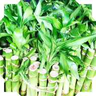 What is Lucky Bamboo