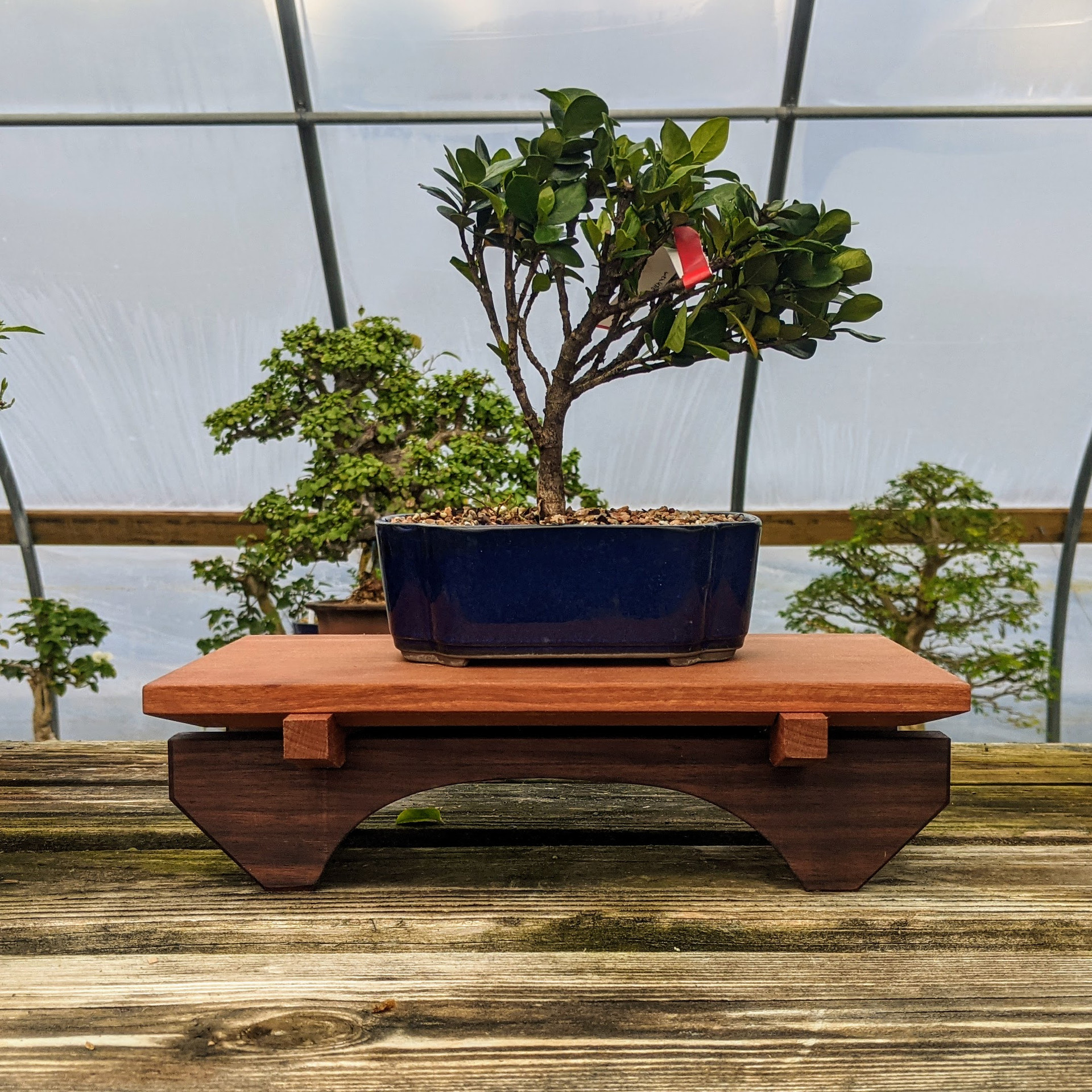 12" Black Walnut Bonsai Table Stand BTT045 at