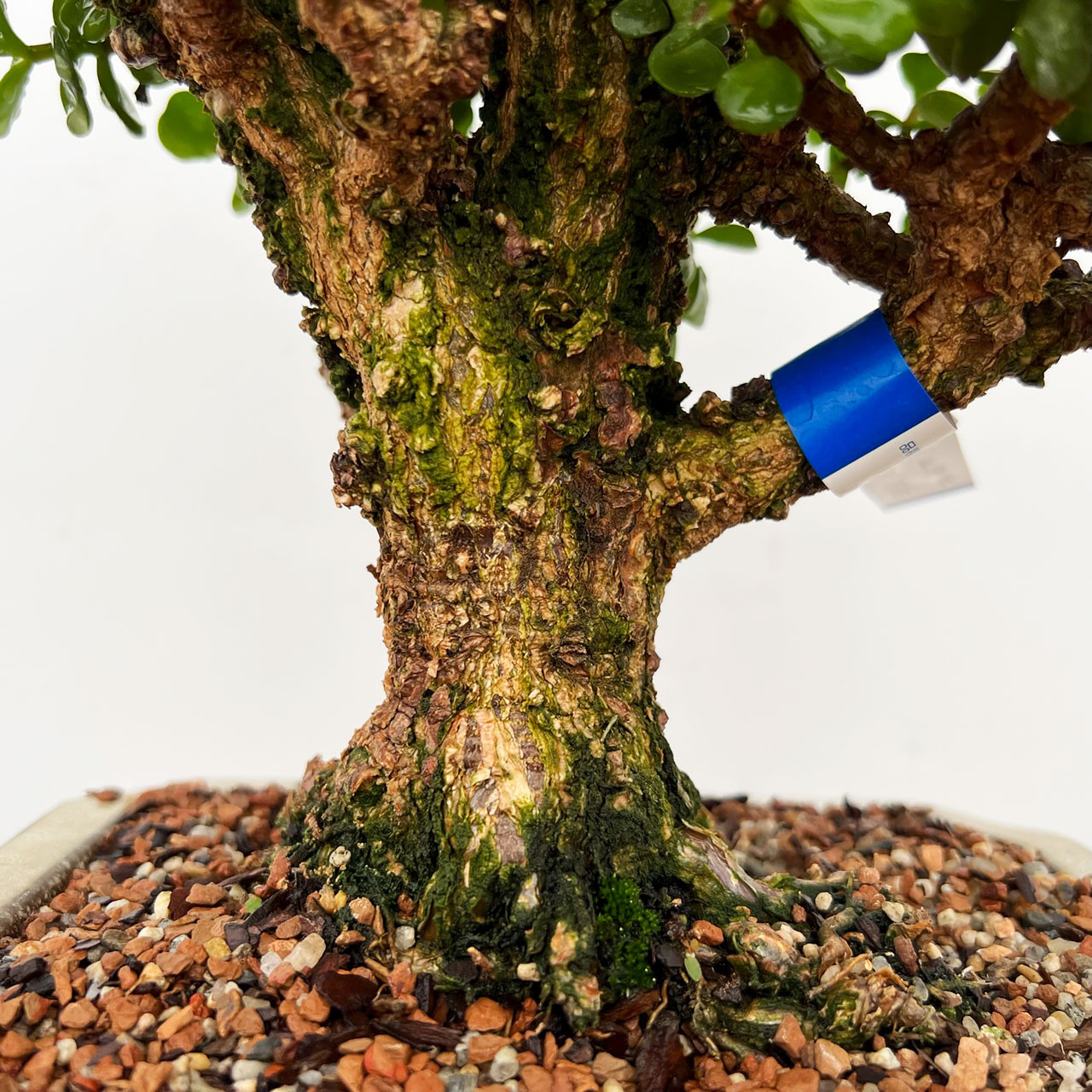 Frank Yee Cork Bark Jade In Yixing Ceramic Pot No. 476