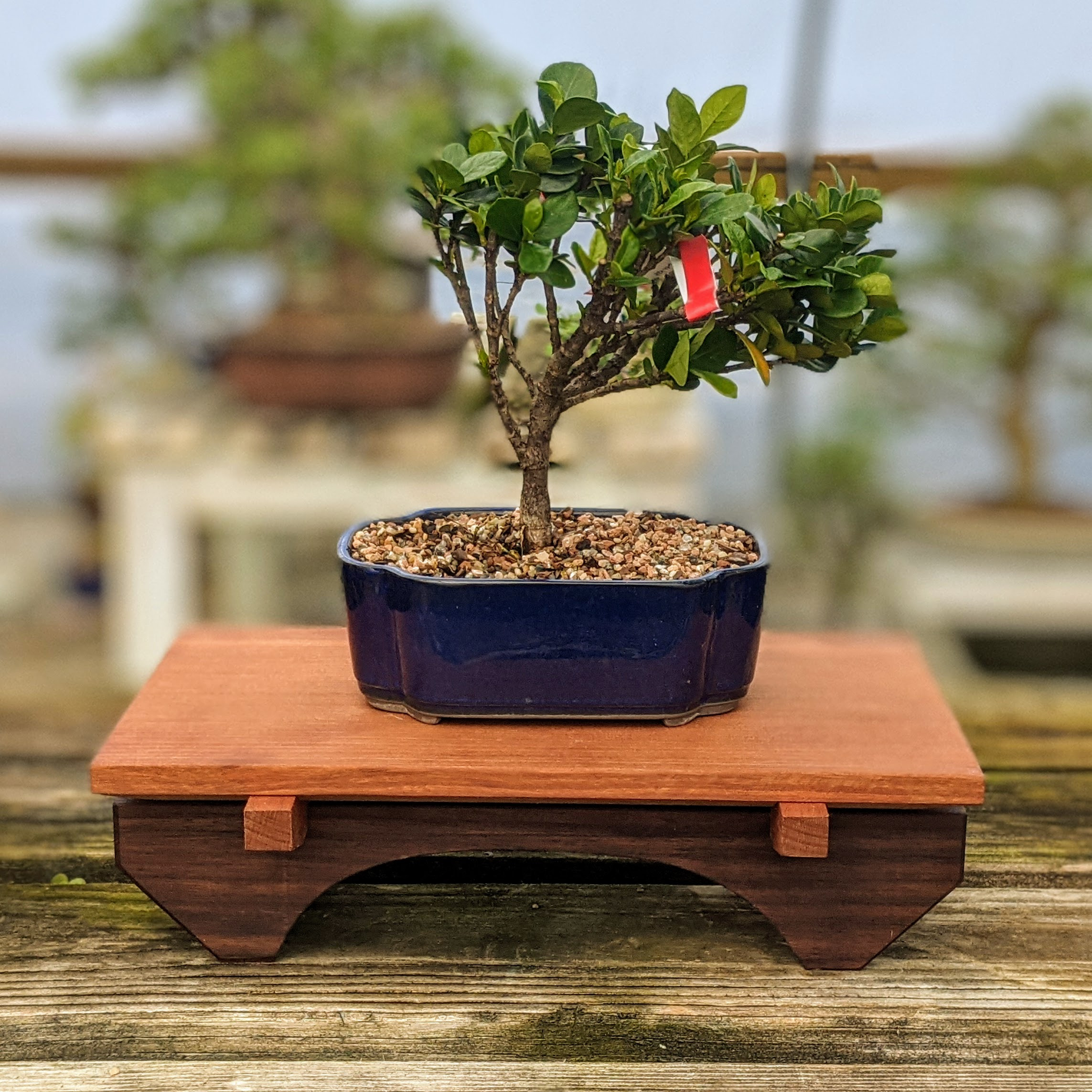 12" Black Walnut Bonsai Table Stand BTT045 at