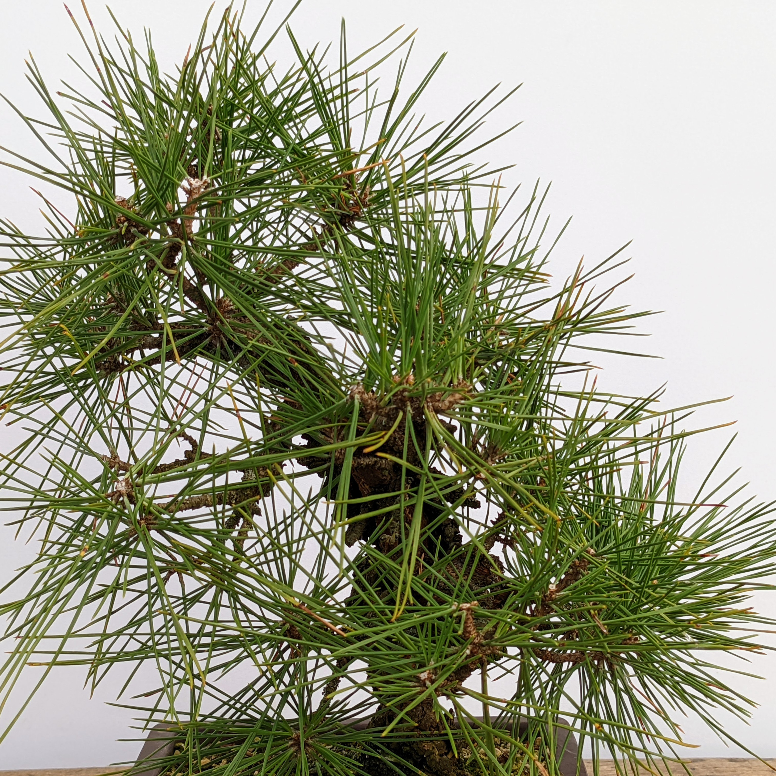 Cork Bark 'Nishiki' Japanese Black Pine 7802 at NEBG