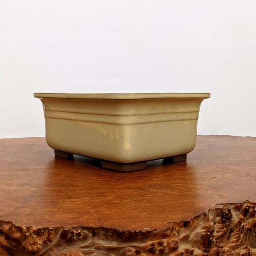 Cream Glazed Rectangle Bonsai Pot - New England Bonsai Gardens