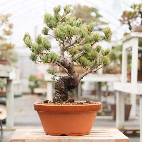 New England Bonsai Gardens Excellence In Bonsai Since 1987