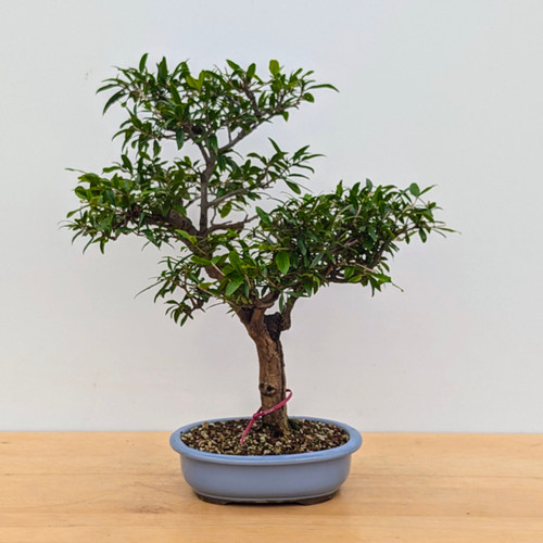 Flowering and Fruiting Pomegranate Bonsai