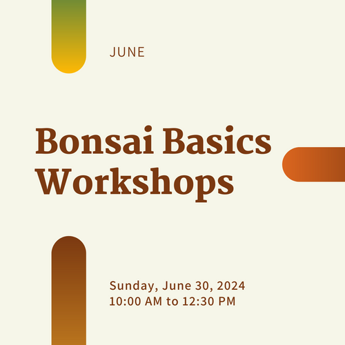 Introduction to Bonsai: Embark on your Bonsai Journey! (Sunday June 30, 2024)