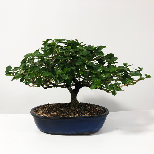 Texas Ebony Bonsai Tree Bonsai Tree