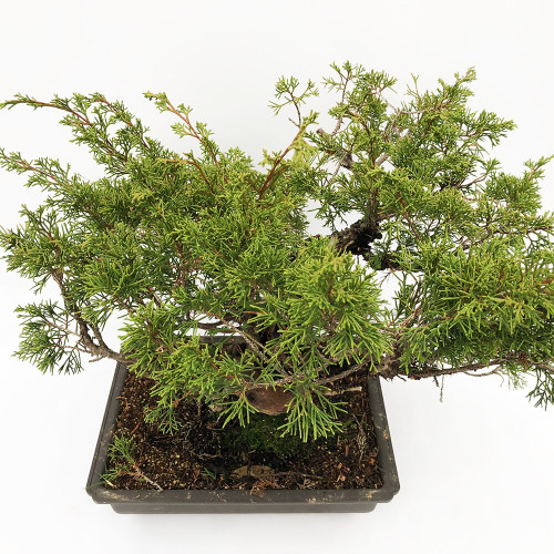 18 Year Old Itoigawa Juniper Pot Grown New England Bonsai Gardens