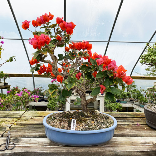 New England Bonsai Gardens Excellence In Bonsai Since 1987