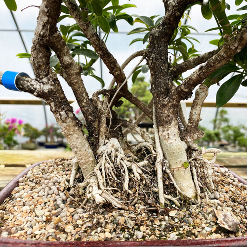 Forest Style Hawaiian Umbrella Bonsai New England Bonsai
