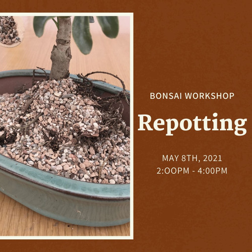 Repotting Workshop (Saturday, May 8, 2021)