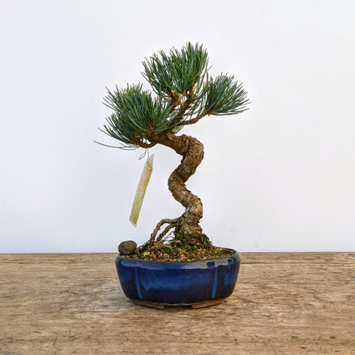 Imported Japanese "Five Needle" White Pine (#7104)