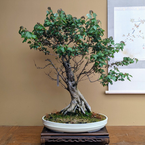 Exquisite Large Trident Maple #3828 (Available June 20th)