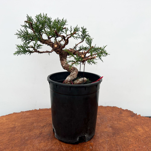 Styled Shohin Itoigawa Shimpaku Juniper in a Grow Pot #10155