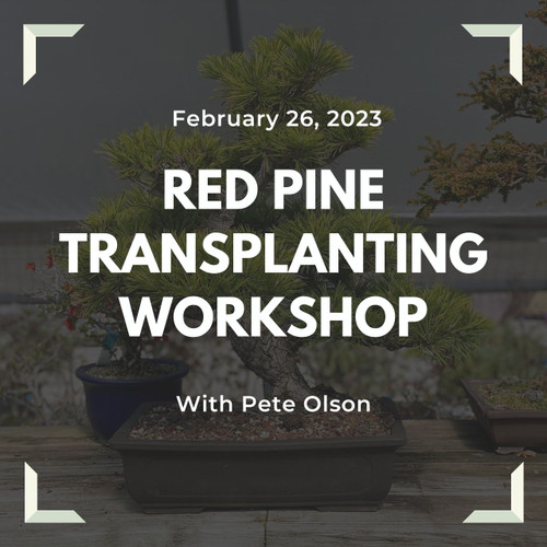 Japanese Red Pine Transplanting Workshop with Pete Olson (Sunday, February 26, 2023)