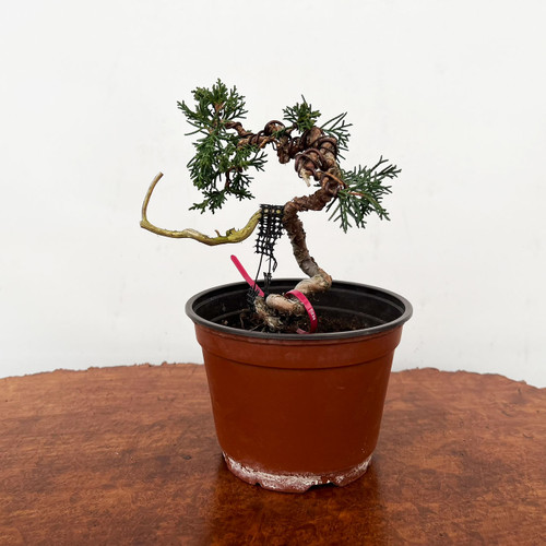 Twisted, Styled, and Future Shohin 'kishu' Shimpaku Juniper No. 10971