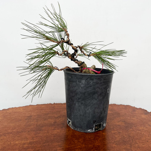 Seed Grown Shohin Japanese Black Pine 'Mikawa' No. 10230