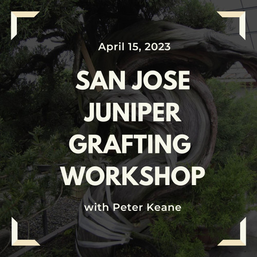 Gnarly Trunk San Jose Juniper Grafting Workshop with Peter Keane (Saturday, April 15, 2023)