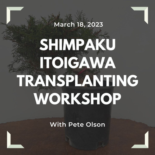 Shimpaku Itoigawa Transplanting Workshop with Pete Olson (Saturday, March 18, 2023)