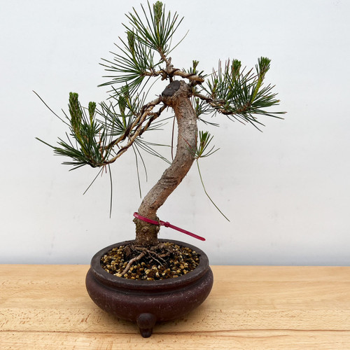 Japanese Black Pine 'Mikawa' In a Ceramic Yixing Pot No. 10883