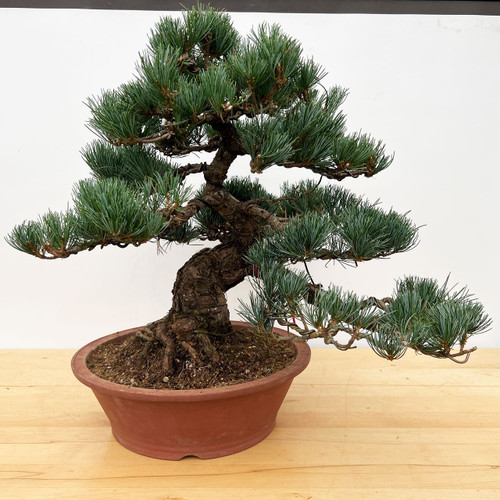 Large Imported Japanese "Five Needle" White Pine No. 17082