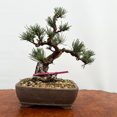 Korean Hornbeam Bonsai Tree (No. 17120) at New England Bonsai Gardens