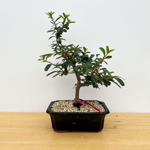 Pyracantha (Firethorn) with Beautiful Berries in a Glazed Ceramic Pot (No. 18261)