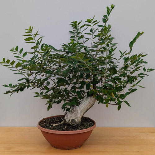 Bush Honeysuckle in a Grow Pot (No. 15208)