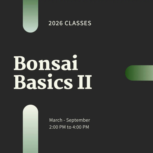 Bonsai Basics II: Styling & Design Workshops for 2026 - Coming Soon