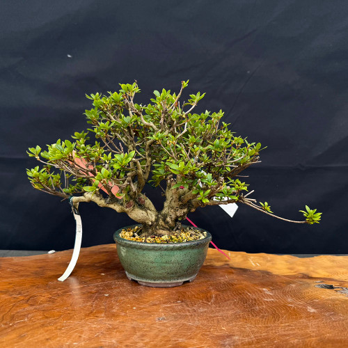 Imported Satsuki Azalea 'Nikko' Bonsai | NEBG - 22843