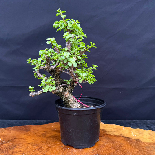 Frank Yee Cork Bark Dwarf Jade Bonsai – Thick Trunk, Mature Bark No. 22702