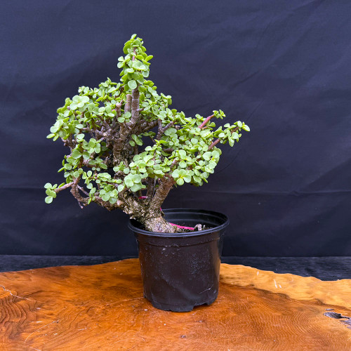 Frank Yee Cork Bark Jade – Compact Growth + Early Bark No. 22878