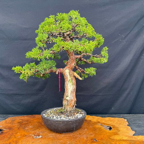Bonsai Trees - Indoor Plants - New England Bonsai - Page 2
