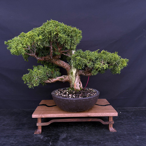 Bonsai Trees - Indoor Plants - New England Bonsai - Page 2