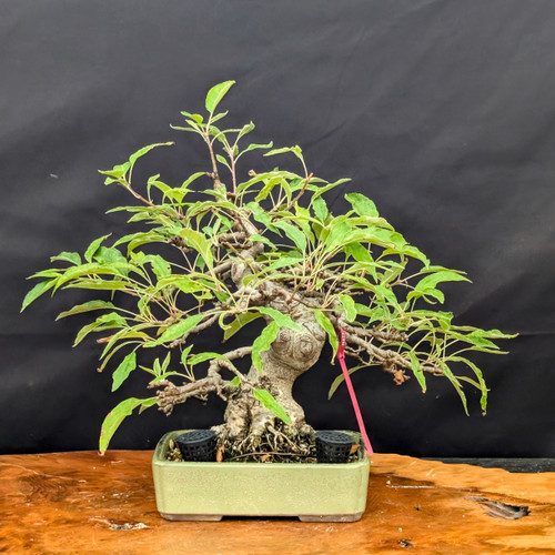 Crabapple Bonsai (Malus) – Compact 13" Fruiting Specimen from Collector (No. 22998) Crabapple Bonsai (Malus) – Compact 13" Fruiting Specimen from Collector (No. 22998)