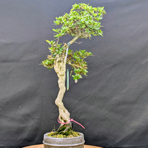 Imported Satsuki Azalea ‘Asahi-no-izumi’ – Rare, Tall Specimen in Premium Ceramic Pot- #18581