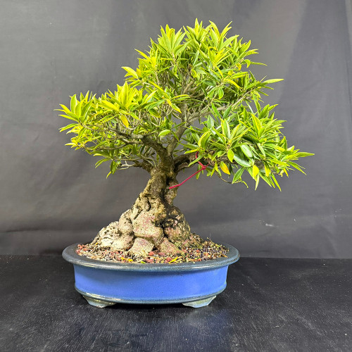 Willow Leaf Ficus Bonsai with Massive 8"+ Nebari – Collector’s Specimen in Blue Ceramic Pot No. 19217