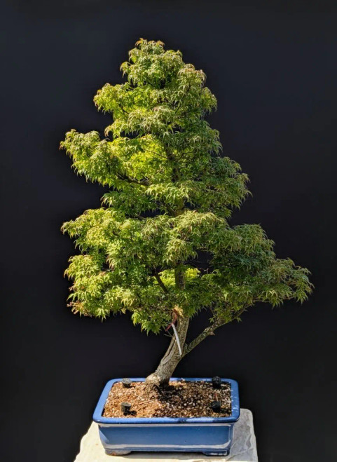 Dwarf sharp's pygmy Japanese Maple in an Yixing Gazed Pot (No. 15099) Dwarf sharp's pygmy Japanese Maple in an Yixing Gazed Pot (No. 15099)