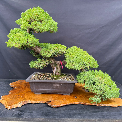 Japanese Garden Juniper Bonsai – Cascade Masterpiece Styled by Pete Olson No. 22950