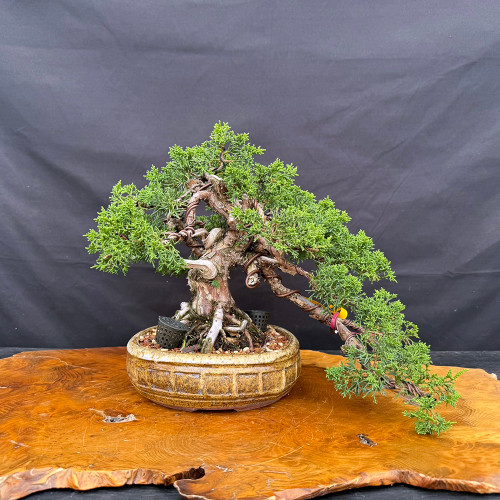 Gerald Rainville Shimpaku Kishu – Styled by Pete Olson in Handmade Paul Olson Pot No. 15614