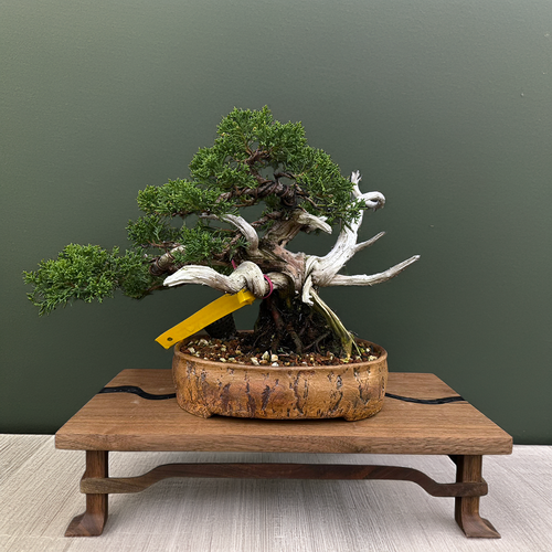 Gerald Rainville Shimpaku Juniper Bonsai – Styled by Pete Olson in Wood-Fired Bruce Lenor Pot No. 15971