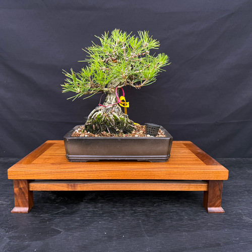 35+ Year Old Japanese Black Pine Bonsai – Grown from Seed by and Styled by John Romano No. 15640