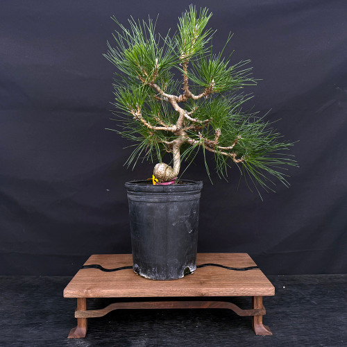 Seed-Grown Japanese Black Pine ‘Mikawa’ In Training Pots (No. 18500)