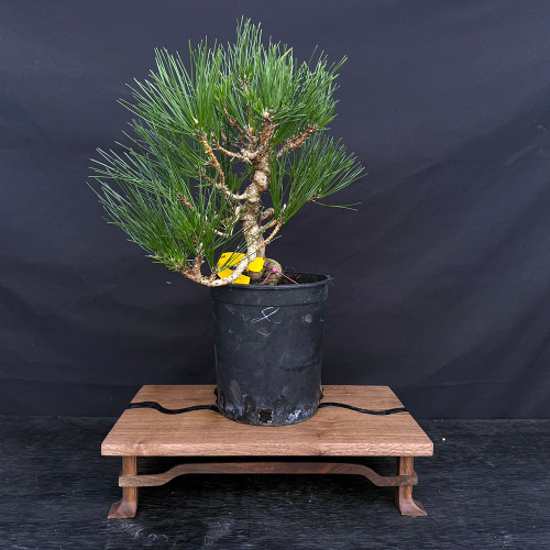 Seed-Grown Japanese Black Pine ‘Mikawa’ – Pre-Bonsai in Training Pots (No. 10200)