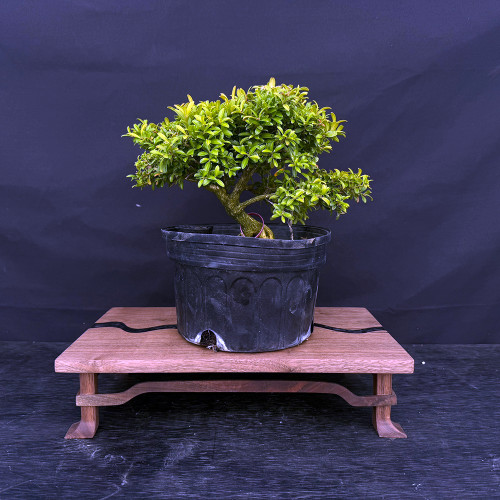 Compacta Boxwood Pre-Bonsai – Dense Evergreen Foliage with Mature Trunk (No. 17673)