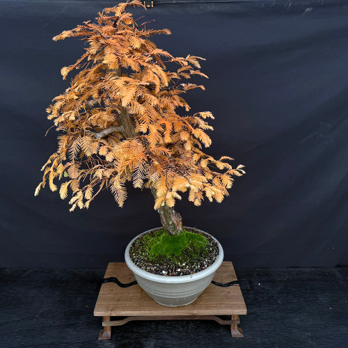 Gerald Rainville Dawn Redwood Bonsai – with Character Trunk In Grow Pot No. 22501 Gerald Rainville Dawn Redwood Bonsai – with Character Trunk In Grow Pot No. 22501